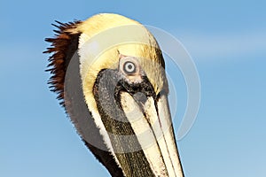 Brown Pelican Profile