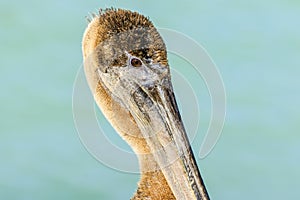 Brown Pelican Profile