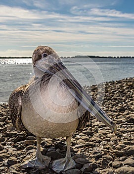 Brown Pelican profile