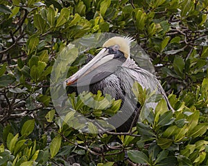 Brown pelican resting in a red mangrove tree in Chokoloskee Bay in Florida.