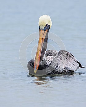Brown Pelican