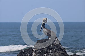 Brown Pelican on a Rock by the Sea photo