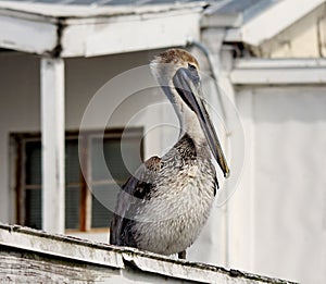 Brown pelican on rooftop
