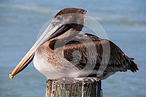 Brown Pelican Roosting Upon Dock Piling photo