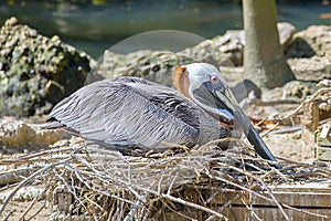 Brown Pelican Roosting On Nest