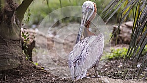 Brown Pelican Scratching Feathers