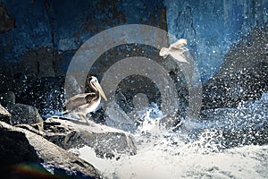 Brown Pelican and seagull flying - Vina del Mar, Chile