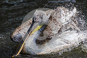 Brown pelican shaking his feathers photo