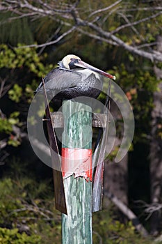 A brown pelican sitting on a channel marker pier