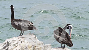 Brown pelican sitting on a rock, Paracas national reserve