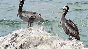 Brown pelican sitting on a rock, Paracas national reserve