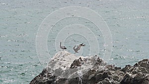 Brown pelican sitting on a rock, Paracas national reserve