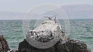 Brown pelican sitting on a rock, Paracas national reserve