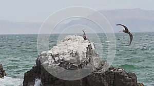 Brown pelican sitting on a rock, Paracas national reserve