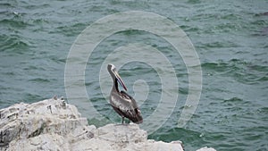 Brown pelican sitting on a rock, Paracas national reserve