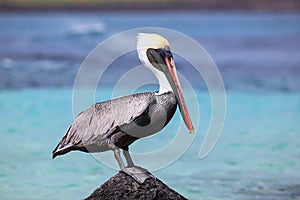 Brown pelican sitting on a rock at Suarez point, Espanola Island, Galapagos National park, Ecuador