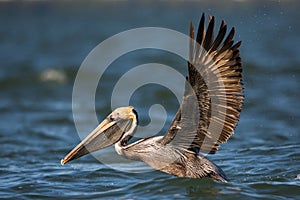 Brown pelican with spread wings, Estero Lagoon, Florida