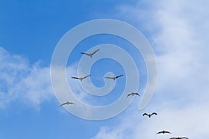 Brown pelican squad in flight