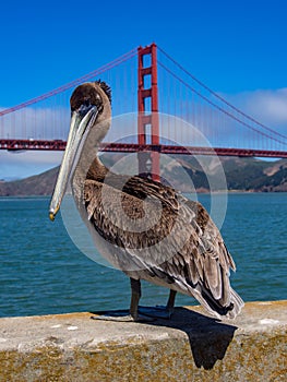 Brown Pelican on Pier with Golden Gate