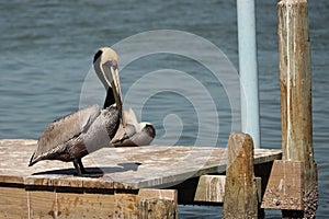 Brown Pelican Standing on Dock