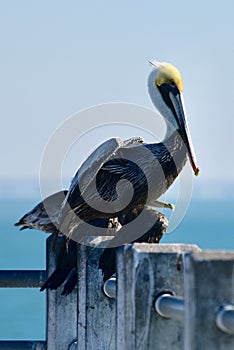 Brown Pelican Standing on a Pier