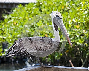 Brown pelican standing on a portion of the Puerto Ayora fresh fish market in Santa Cruz Island, Galapagos, Ecuador.