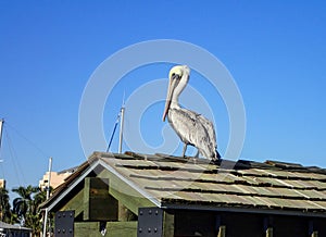 Brown Pelican standing on a roof