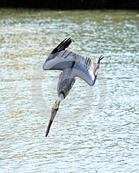 Brown Pelican stock Photos.  Bird diving in the water. Close-up profile view. Spread wings