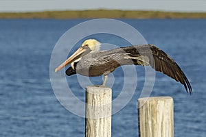 Brown Pelican stretching a wing and leg - Florida