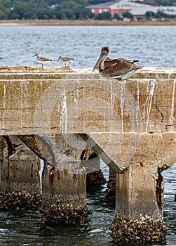A Brown Pelican suns itself at the Fort Pickens` pier area