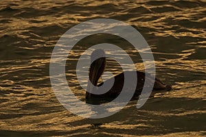 Brown pelican at sunset in Los Roques National Park.