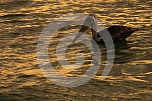 Brown pelican at sunset in Los Roques National Park.