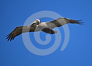 Brown Pelican surveys the water for fish.