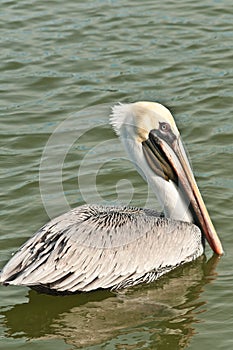 Brown pelican swimming along a tropic shoreline