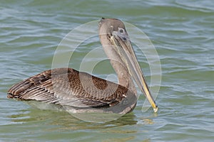 Brown Pelican swimming in the Gulf of Mexico - Florida