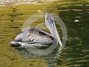 Brown pelican swimming on pond