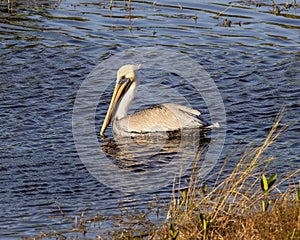 Brown pelican swimming in the wetlands beside the Marsh Trail in the Ten Thousand Islands National Wildlife Refuge.