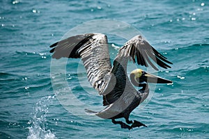 Brown Pelican at takeoff