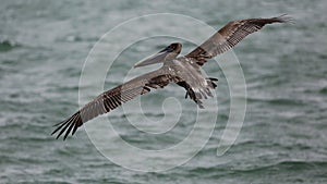 Brown Pelican Takes Flight