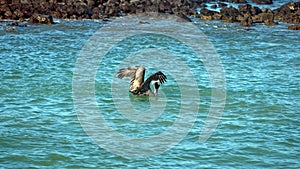 Brown pelican taking flight from the harbor