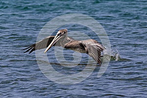 Brown Pelican taking flight from ocean. Wings spread.