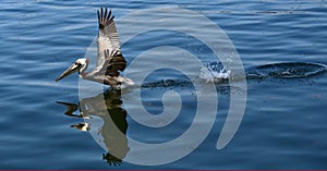 A brown Pelican taking off.