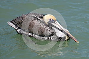 A Brown Pelican in Tampa Bay #1