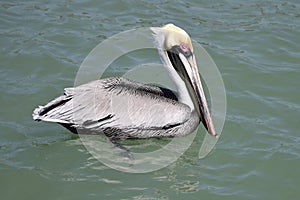 A Brown Pelican in Tampa Bay