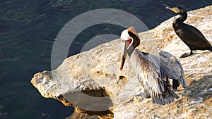 Brown pelican with throat pouch and large beak. Double-crested cormorant after fishing, rock in La Jolla Cove. Sea bird on cliff