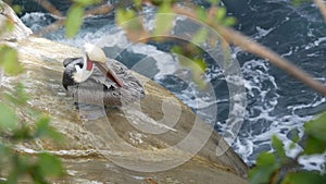 Brown pelican with throat pouch and large beak after fishing, sandstone rock in La Jolla Cove. Sea bird in greenery on cliff over