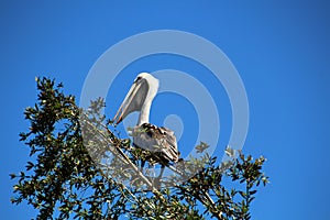 Brown pelican on a tree