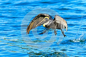 Brown Pelican Venice Florida South Jetty