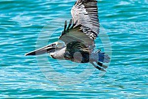 Brown Pelican at Venice South Jetty