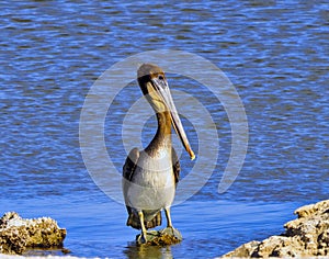 Brown Pelican Wadding in the Salton Sea